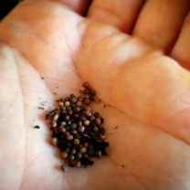 Kale seeds